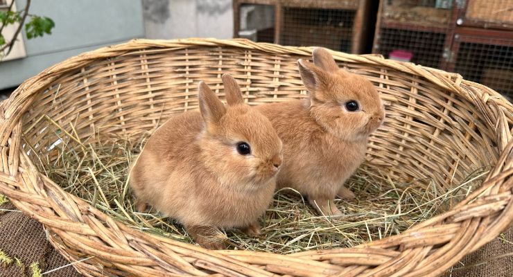 Sinop Büyümeyen Tavşan