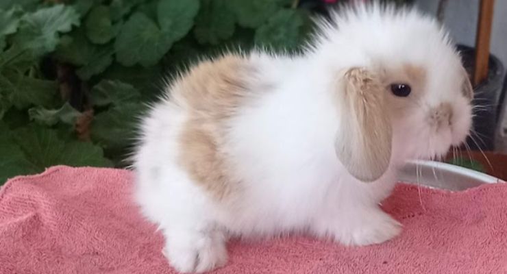 Sinop Hollanda Lop Tavşan